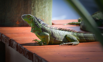 iguana