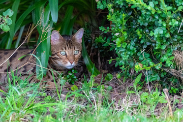 Naklejka na ściany i meble Bengal cat hiding in the garden under plants, beautiful portrait of a pet