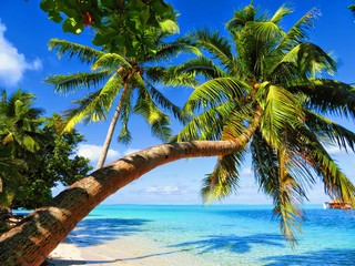 exploring magical island of tahiti