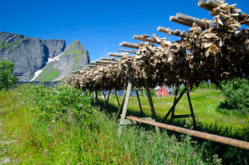 Drying fish at the Lofoten Islands, Norway