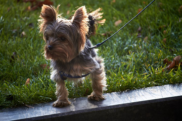 Yorkshire Terrier on a leash for a walk in a city park