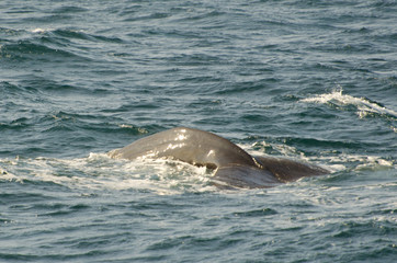 Fototapeta premium Sperm whale (Physeter macrocephalus) diving (Andenes, Norway)