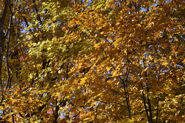 Couleurs d'automne en érable