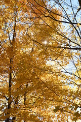 Obraz premium Contraste d'automne en érable