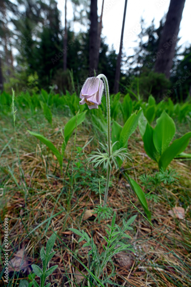 Wall mural Küchenschelle zwischen Maiglöckchen, Nationalpark Biebrza, Polen - pasque flower in between some Lily of the valley