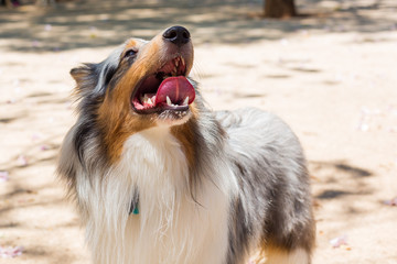 Portrait of a Rough Collie-Shetland sheepdog
