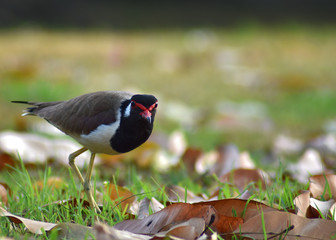 A close up of a red-wattled lapwing That is walking forage on the grass