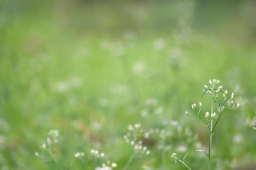 Blurred images of grass s flowers to use as a background image
