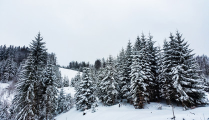 snow covered pine trees