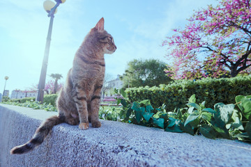 Obraz premium Cute cat sitting on stone in the park.