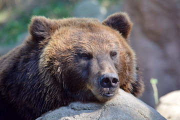 Naklejka na ściany i meble Head Close Up Portrait of Female Brown Bear
