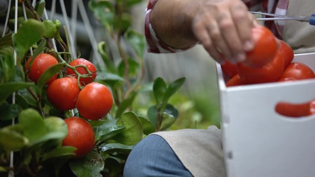 Worker harvesting fresh tomatoes, bio farming technologies, agriculture business