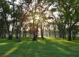Fototapeta na wymiar Garden in the morning with sunshine shining through the lawn.