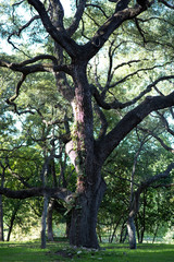 Old Oak