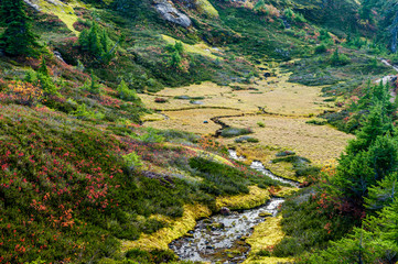 High Mountain Meadow