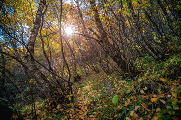 Colorful Autumn Scene in the Forest