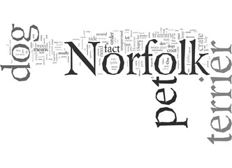 dog norfolk pet terrier
