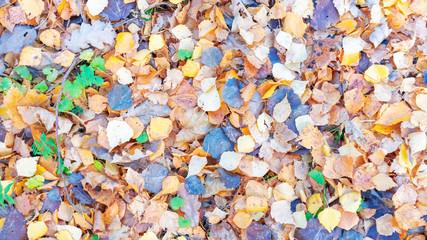 background autumn leaves colorful fallen in the forest