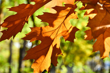 Beautiful autumn yellow leaves on the trees. The magic of autumn colors.