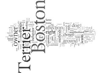 Does Your Boston Terrier Want To Be With You