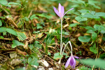 crocus in snow