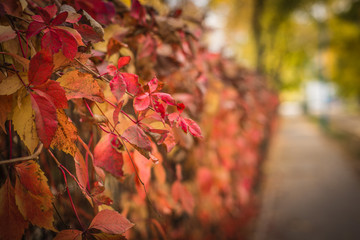 Autumn red foliage on a city fence.