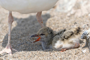 Ostrero americano (Haematopus palliatus)