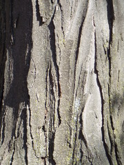 VARIOUS  BARK PICTURES 