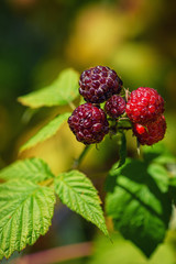 Photo of ripe raspberries branch. Raspberries branch garden. Raspberries in the sun. Red berry with green leaves in the sun.