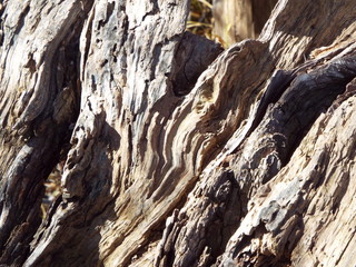 VARIOUS  BARK PICTURES 