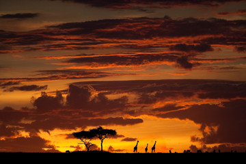 Fototapeta na wymiar Dramatic sunset sky over Maasai Mara, Kenya
