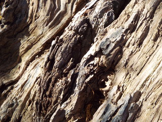 VARIOUS  BARK PICTURES 