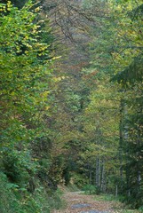 Beautiful path in autumn forest