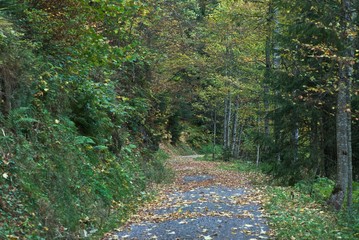 winding path in autumn forest