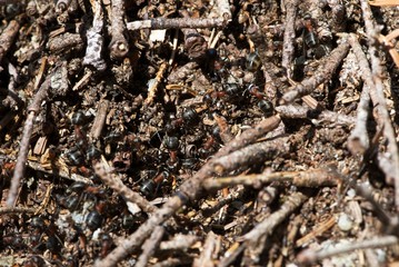 Texture of anthill with many black-red ants