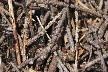 anthill with black-red ants