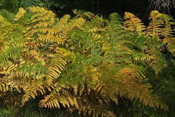 Yellow gold autumn fern