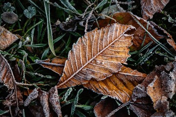 Nice autumn frosted leaves on grass nature weather cold winter autumn flora macro photography