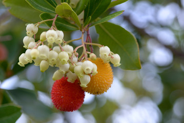 fruits of Arbutus unedo yellow and red in autumn. The arbutus is a species of shrub belonging to...