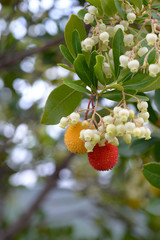 fruits of Arbutus unedo yellow and red in autumn. The arbutus is a species of shrub belonging to the genus Arbutus in the family Ericaceae.