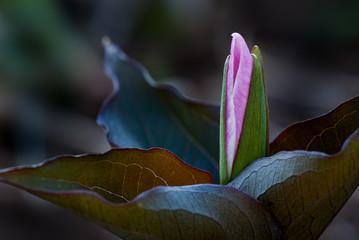 Great white trillium (Trillium grandiflorum) blossom emerging