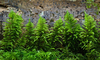 Moss fronds growing against a fallen birch tree trunk in temperate rain forest along the Cooks Ridge Trail near Cape Perpetua, Oregon
