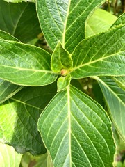 Hortensia leaves, northern Italy 