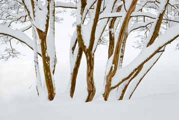 Crape myrtle trees in snow in central Virginia.