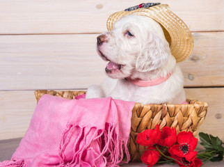 English setter puppy in a wood basket with flowers