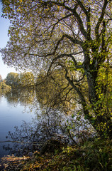 autumn in the park peaceful water through tree