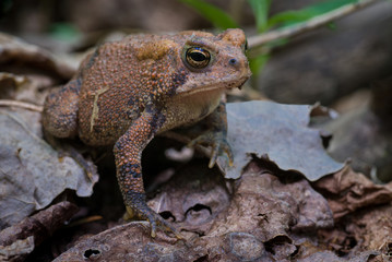 American toad (Bufo americanus) on forest floor in central Virginia. Skin color blends into dead leaves for camouflage.