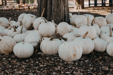 Pumpkins