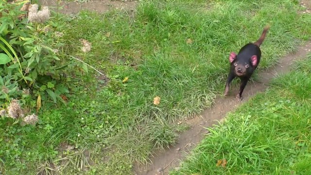 tasmanian devil walking towards camera and looking, adorable marsupial, Endangered animal specie from Tasmania in Australia