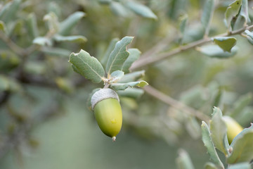 Acorn Quercus ilex is the characteristic fruit of the oak